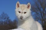 SIBERIAN HUSKY 726